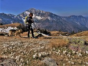02 Tra distese di Crocus vernus in Monte Campo qui con vista in Pizzo di Roncobello (2274 m) del Menna